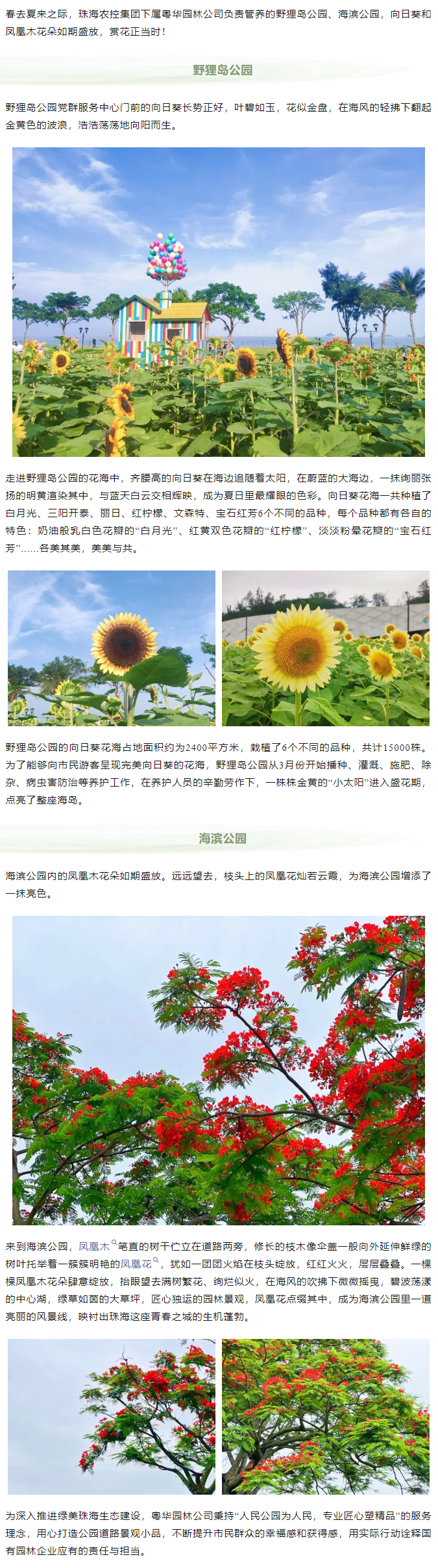 鳳凰花開 向陽而生  走！到市屬公園賞花去.png